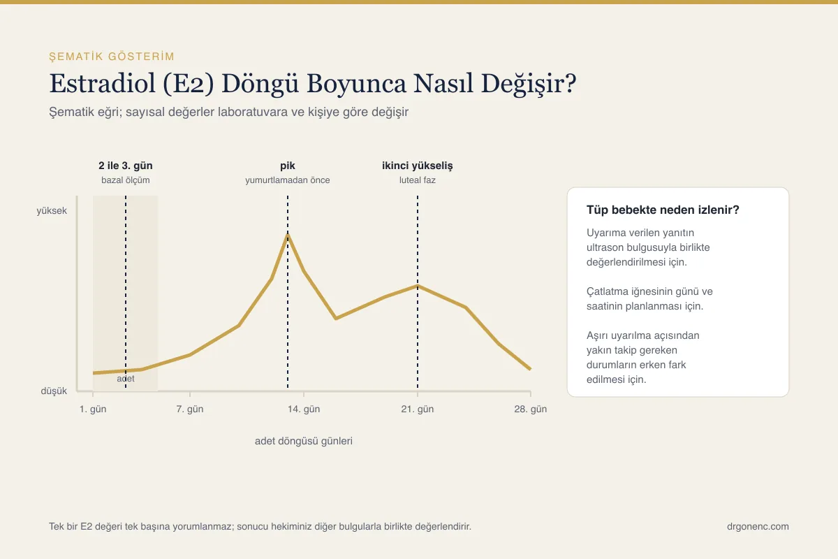 Estradiol (E2) nedir, değerleri kaç olmalı ve nasıl yorumlanır?