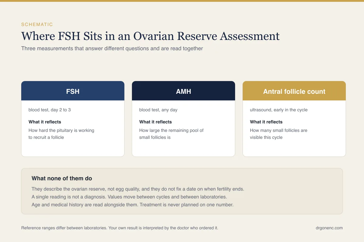 FSH levels and fertility: what the test shows and what it does not