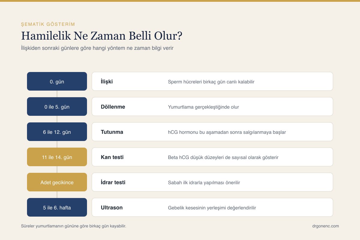 Yumurtlamadan gebelik testine kadar geçen günleri gösteren zaman çizelgesi
