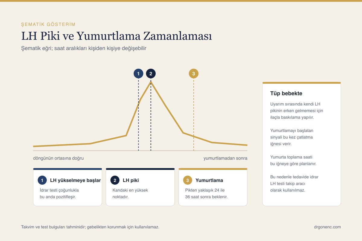 Döngü ortasındaki keskin LH pikini gösteren şematik çizgi grafiği; LH yükselmesinin başladığı an, pik noktası ve yumurtlamanın beklendiği an ayrı ayrı işaretli