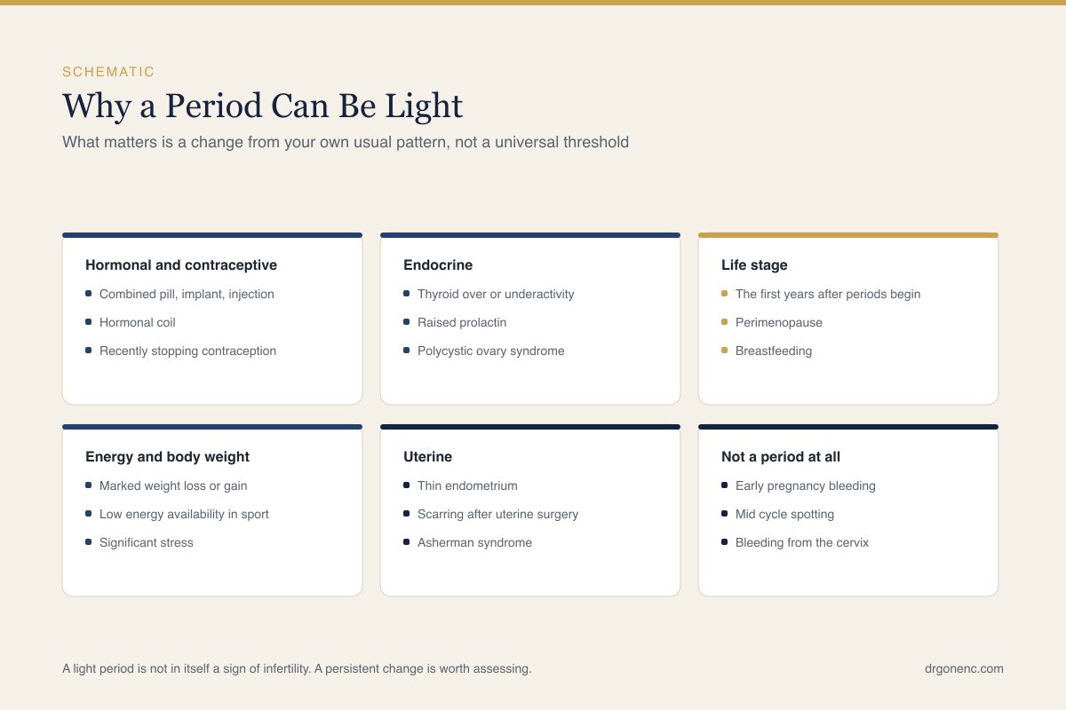 Schematic diagram of the uterine lining across the menstrual cycle, drawn in simple outline to illustrate what makes a period light