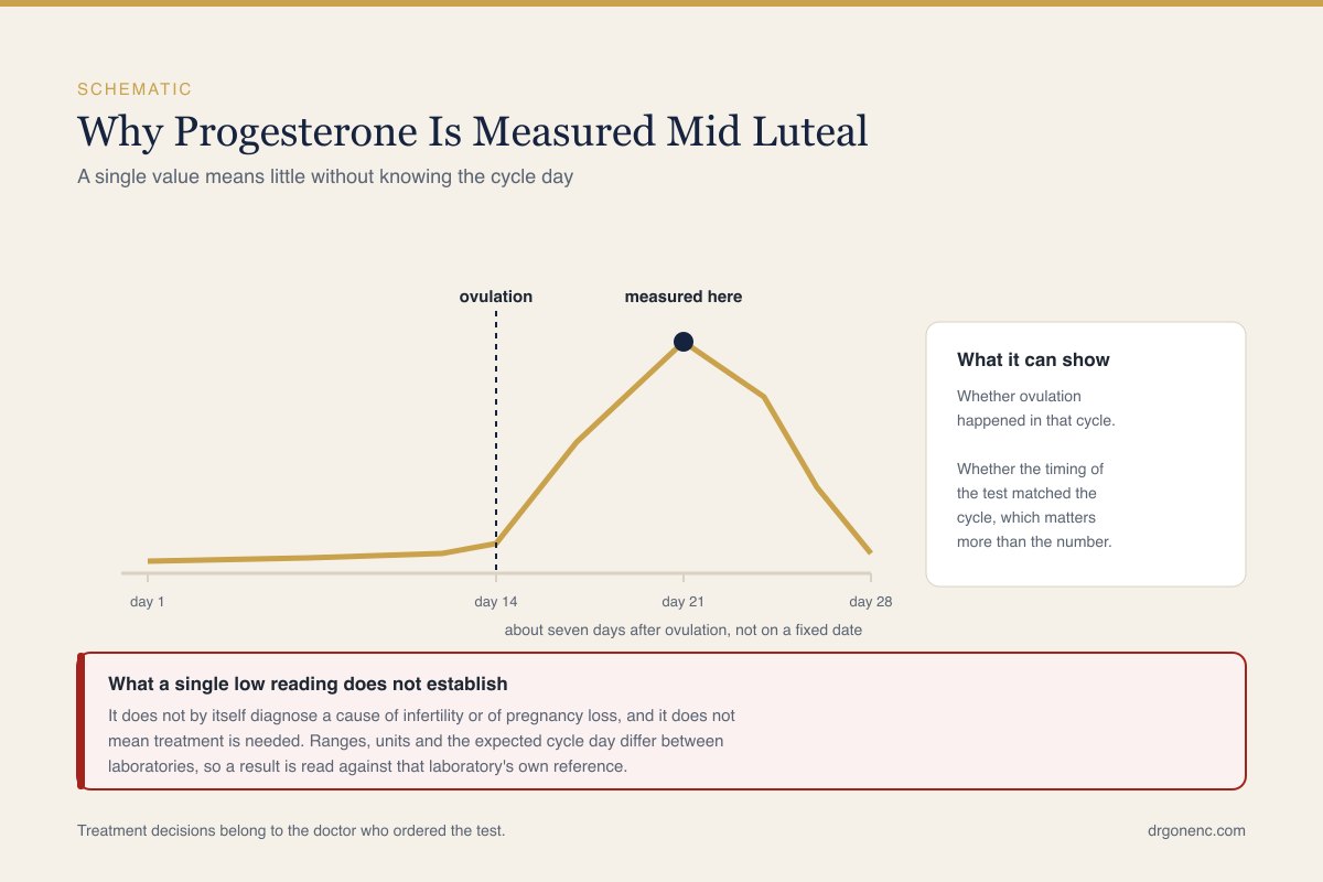Simple schematic curve diagram showing how progesterone changes across the phases of the menstrual cycle. Diagram only, no photograph and no person.