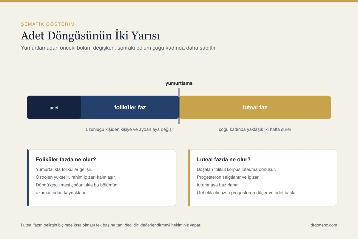Luteal faz nedir, kaç gün sürer ve neden önemlidir?