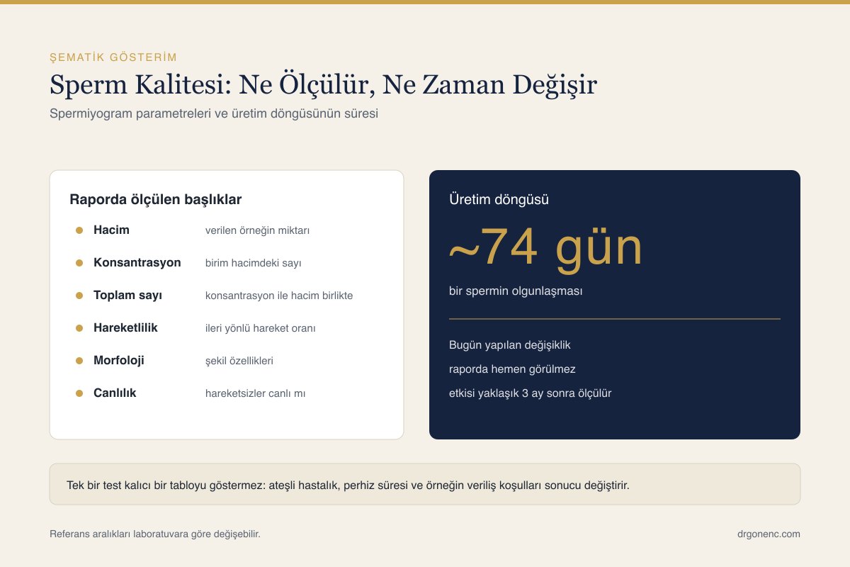 Sperm Kalitesi Nasıl Artırılır?