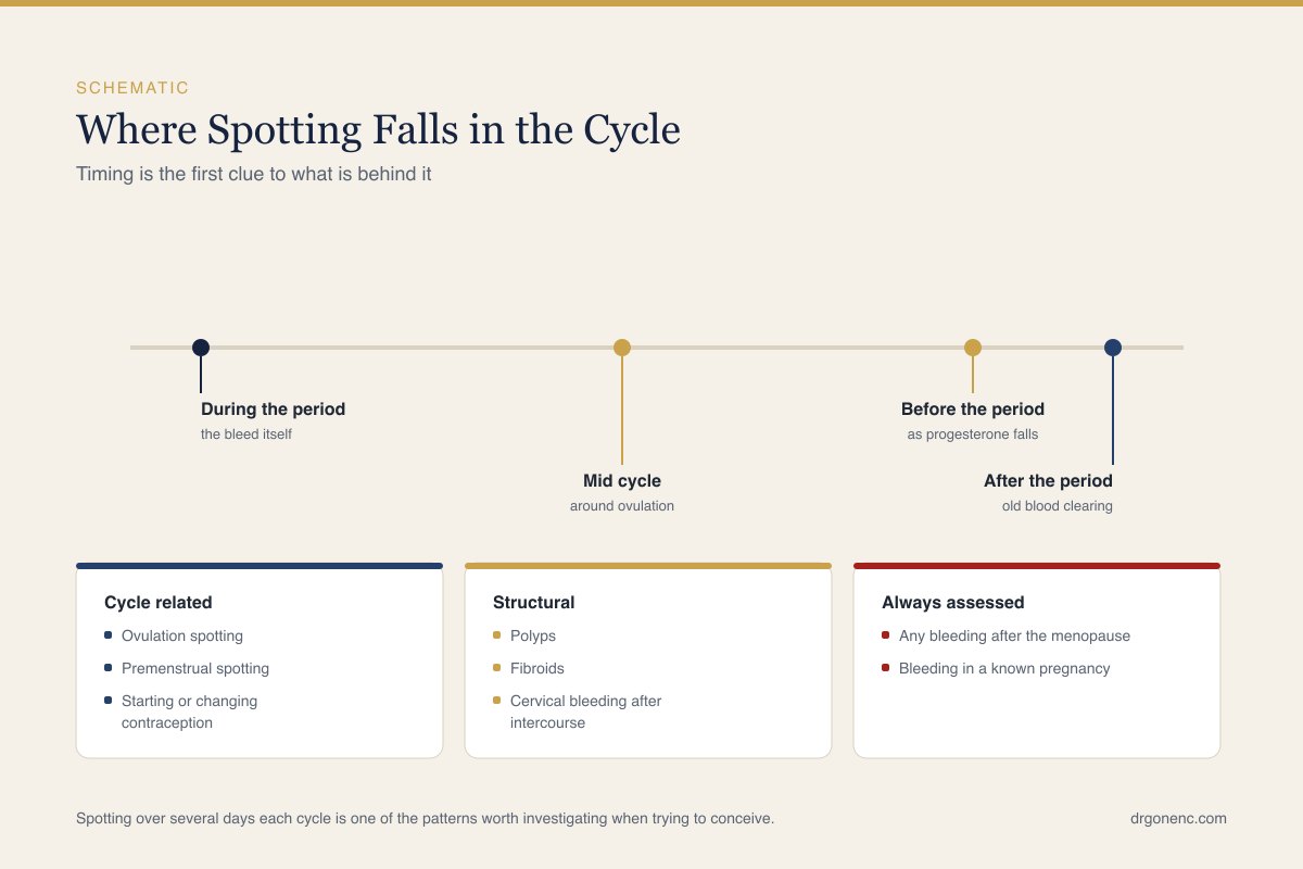 Simple schematic line drawing of the menstrual cycle, used to show where light bleeding can fall within a cycle. Diagram only, no photograph and no person.