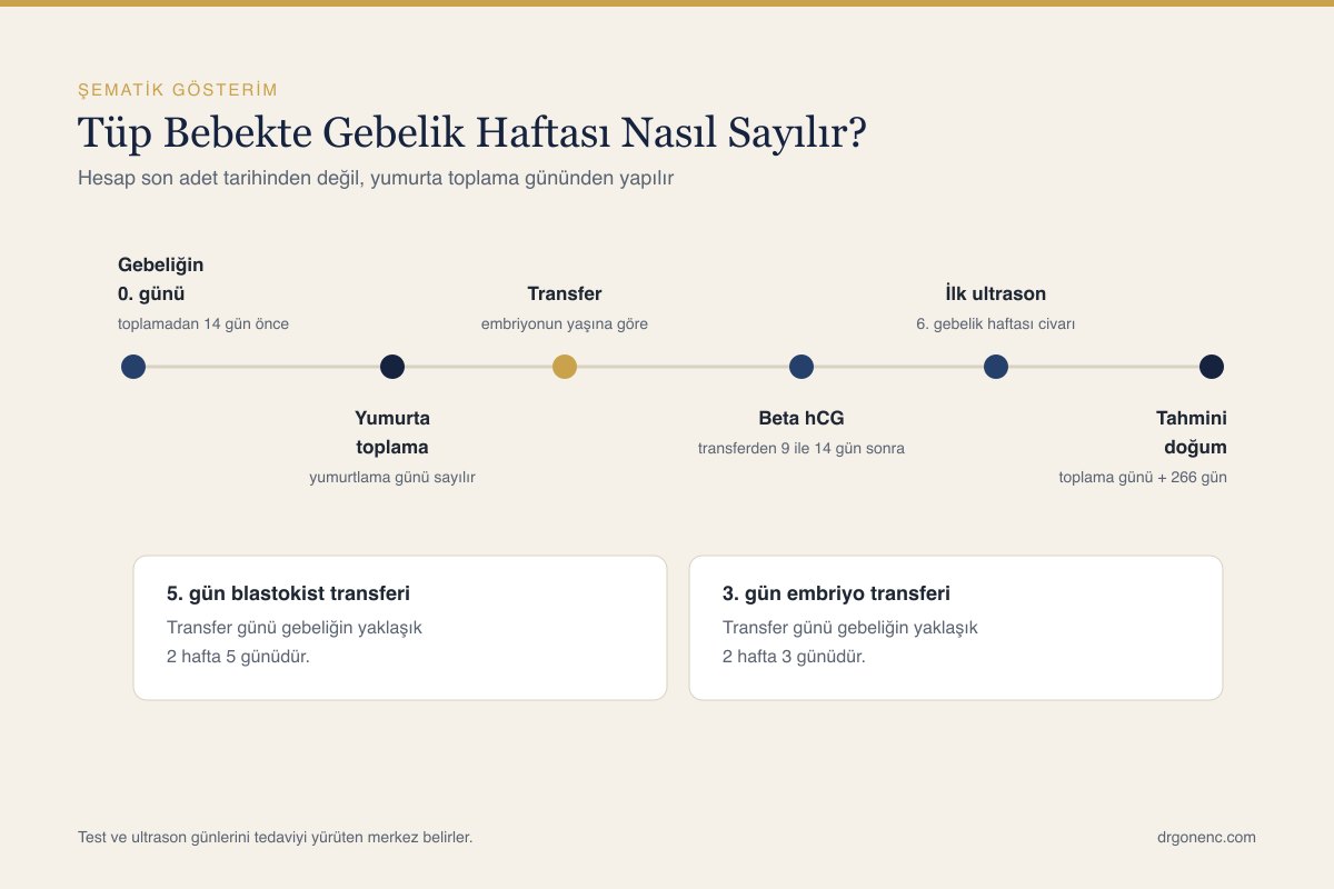 Embriyo transferinden doğuma uzanan gebelik haftası hesabının şeması