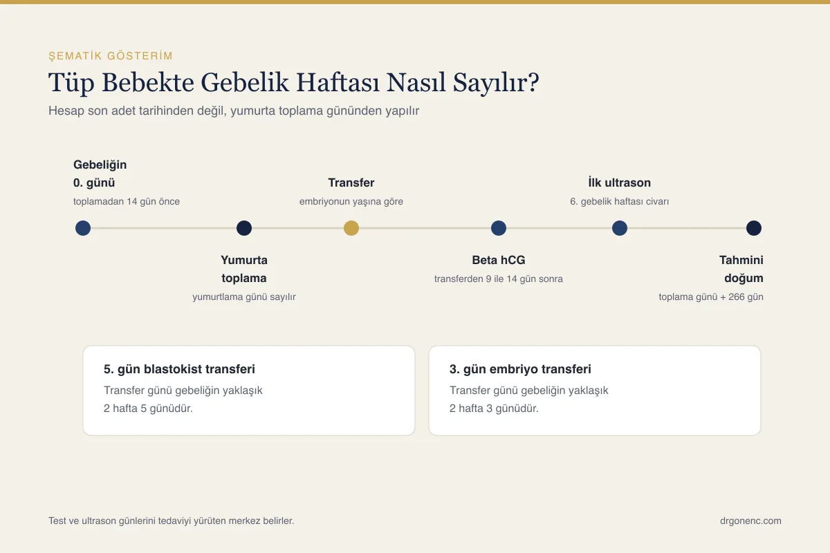 Tüp bebek gebelik hesaplama: transfer tarihine göre hafta ve doğum tarihi