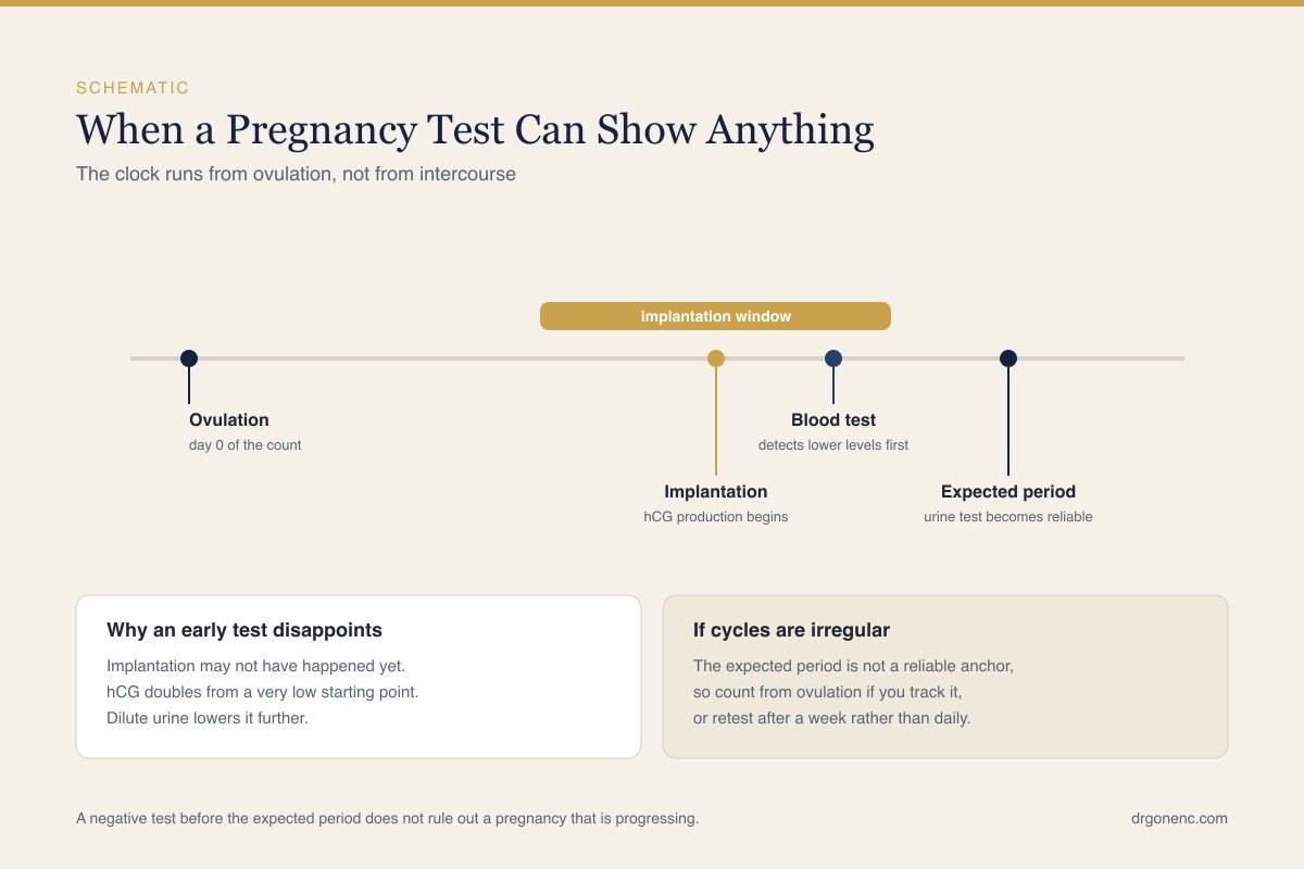 Schematic drawing of a menstrual cycle timeline showing the interval between ovulation and the point at which a pregnancy test can detect the pregnancy hormone, drawn in simple outline without people or photographic detail