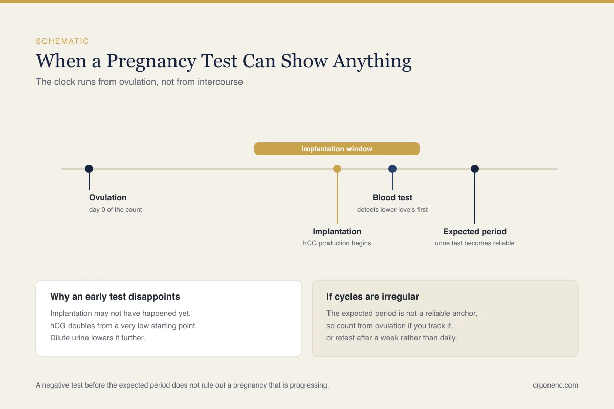 How soon can you take a pregnancy test? The timeline, day by day