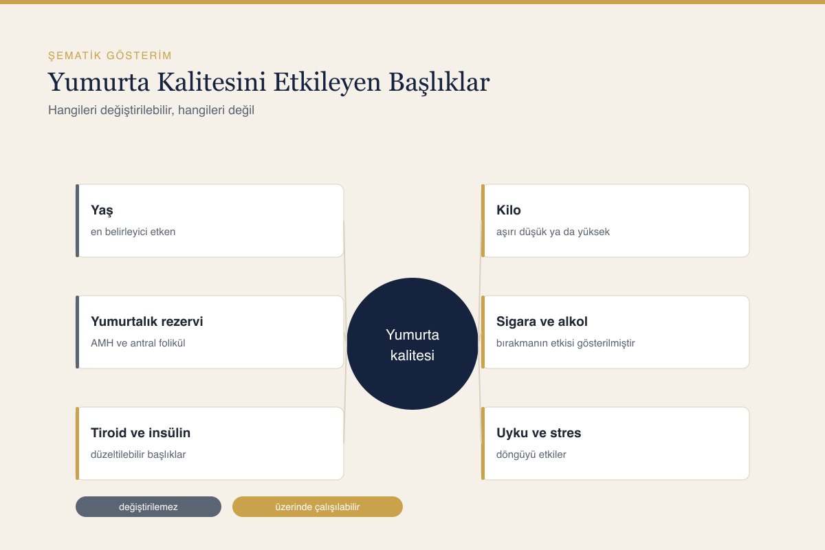 Yumurta Kalitesi Nasıl Artırılır?