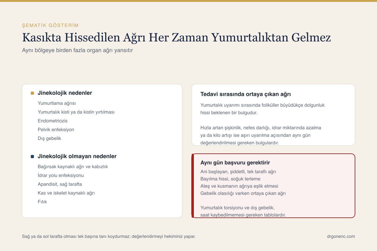 Kadın pelvisinde yumurtalıkların ve komşu organların yerleşimini gösteren şematik çizim