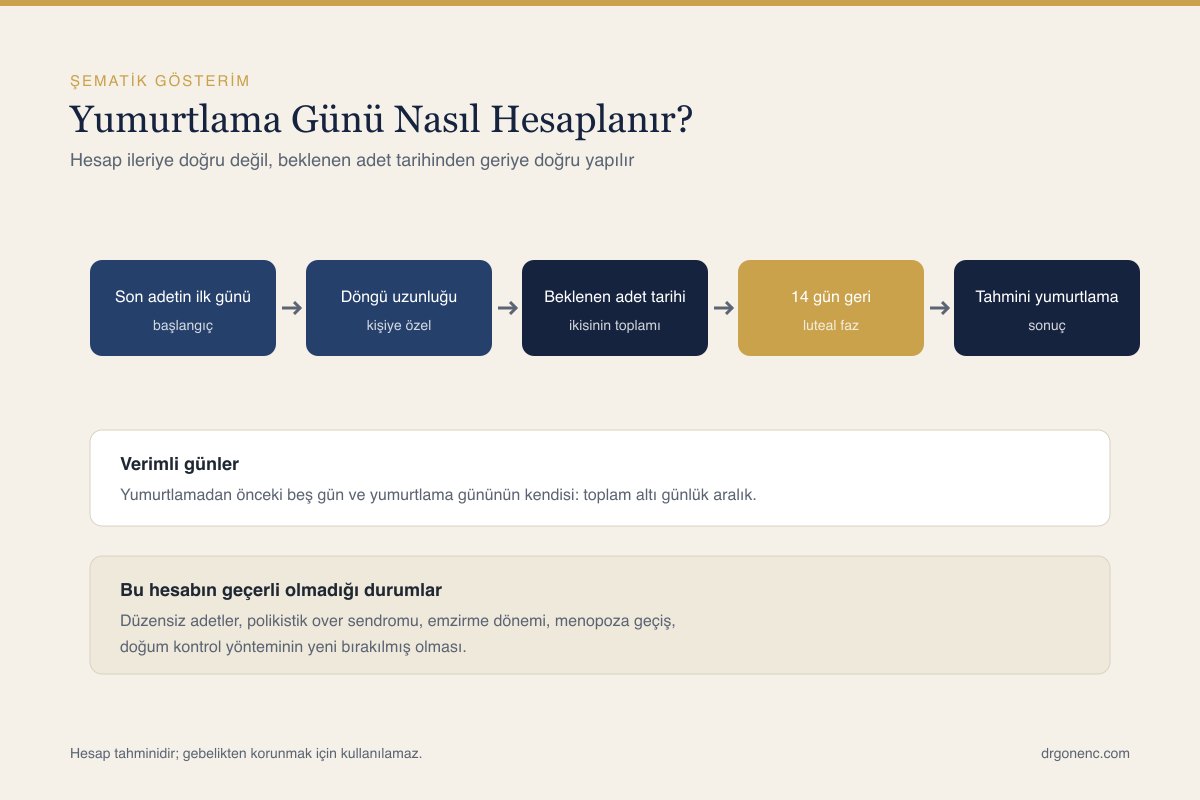 Adet döngüsü üzerinde yumurtlama günü ve verimli günlerin gösterildiği şema